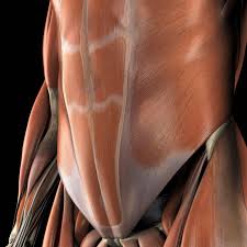Origin from the ribs and proc. Abdominal Muscles Location And Function