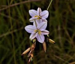Image result for Chlorophytum stenopetalum