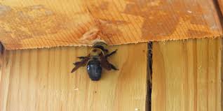 Like other hymenoptera (wasps, bees and ants), bumble bees are able to sting intruders in defense of their nest. How To Get Rid Of Carpenter Bees Carpenter Bee Trap Spray