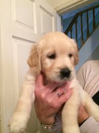 My usual way to size puppy collars is to punch the smallest hole at the pup's current collar size, and add five or six holes after that to allow for room to grow. Collar Size Golden Retriever Dog Forums
