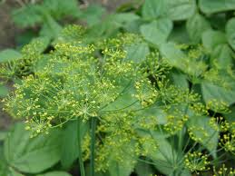 Dried dill weed and seeds: Learn How To Grow Dill Weed Plants