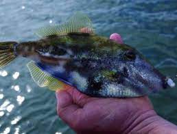 Fishing Monthly Magazines Leatherjackets Friend Or Foe