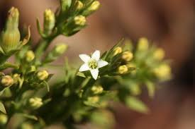 Image result for Thesium goetzeanum