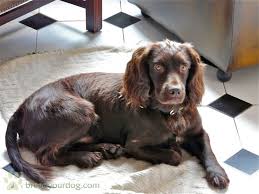Black And Brown Working Cocker Spaniel Working Cocker Spaniel Chocolate Cocker Spaniel Puppies Dogs Cocker Spaniel Dog
