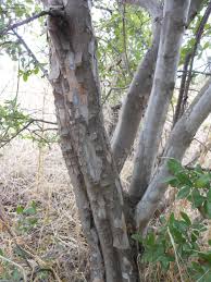We did not find results for: Plantfiles Pictures Diospyros Species Black Persimmon Chapote Texas Persimmon Diospyros Texana By Eatmyplants