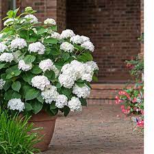 Hydrangea Macrophylla Endless Summer Blushing Bride Blushing Bride Hydrangea Endless Summer Hydrangea Blushing Bride Endless Summer Hydrangea
