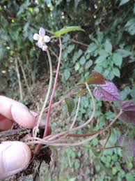 Image result for Cincinnobotrys