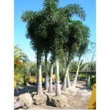 Image result for Wodyetia bifurcata