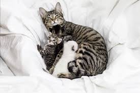 Check spelling or type a new query. What To Do If A Mother Cat Won T Nurse Her Kittens