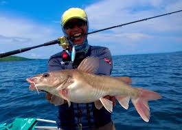 Image result for Tetradenia tanganyikae