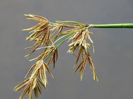 Image result for Cyperus articulatus
