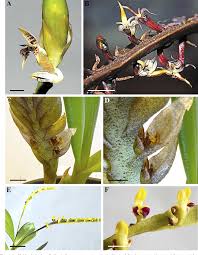Image result for Bulbophyllum oreonastes