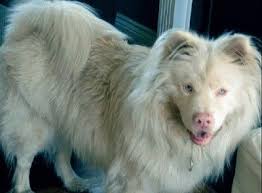 Male Albino Samoyed Showing What Looks Like A Bit More Pigment In His Fur Than The Female Albino Dog Rare Albino Animals Albino Animals