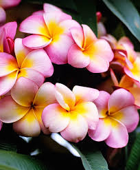 Frangipani Eller Tempelblomma Produktbild Con Immagini Fiori Frangipani Piantare Alberi Fiori Tropicali