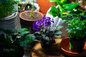 Maybe you would like to learn more about one of these? A Short Guide To A Few Of The Better Known Seattle Houseplant Purveyors Body Liberation Photos