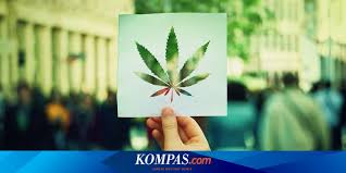 … agar tidak cepat rusak.3. Penemuan Yang Mengubah Dunia Ganja Dari Obat Anestesi Sampai Simbol Budaya Hippie Halaman All Kompas Com