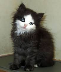 Este Posibil Ca Imaginea Să Conţină Pisică Cute Cats Pretty Cats Beautiful Cats