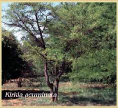 Image result for Kirkia acuminata