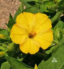 Maybe you would like to learn more about one of these? Yellow Four Oclock Mirabilis Jalapa Applewood Seed Company