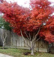 Species Japanese Maple Tree Texas Gardening Forum Gardenweb Japanese Maple Tree Types Of Japanese Maple Trees Japanese Garden