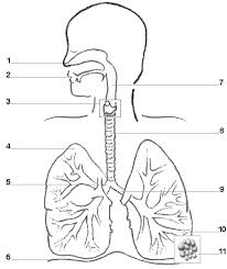 Two main cartilages of the larynx can be seen from an anterior view. Respiratory System Printable Lesson Tutor