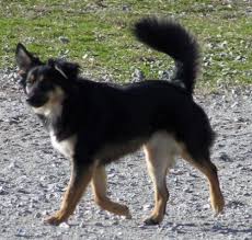 The german shepherd border collie mix, or shollie, is a cross between the german shepherd dog and the border collie. Pin On Dogs