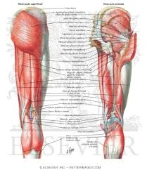 Within this group of back muscles you will find the latissimus dorsi, the these muscles collectively work to help movements of the vertebral column and to also control posture. Muscles Of Back Of Hip And Thigh Muscles Of Hip And Thigh Posterior Views