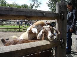 There was a bridge that was closed off probably because it was unsafe. 9 Best Petting Zoos In Nyc For Kids