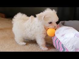 Maltese Puppies Play Ping Pong Youtube
