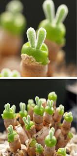 Tiny Succulents Grow As Adorable Rabbit Shaped Plants In Japan In 2020 Pflanzen Sukkulenten Graser Pflanzen