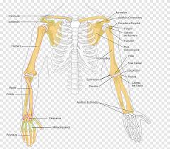 The bones of the human arm, like those of other primates, consist of one long bone, the humerus, in the arm proper; Arm Human Skeleton Radius Humerus Bone Superior Angle Hand Png Pngegg
