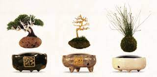 Con il termine kokedama si intende un metodo di coltivazione nato in gi appone nel 1600 dove il vaso è assente. Tradizione Piu Innovazione Dal Giappone Arrivano I Bonsai Volanti Startupitalia Startupitalia