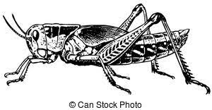 Download these amazing cliparts absolutely free and use these for creating your presentation, blog or website. Grasshopper Clipart And Stock Illustrations 2 491 Grasshopper Vector Eps Illustrations And Drawings Availa Stock Illustration Grasshopper Images Free Clip Art