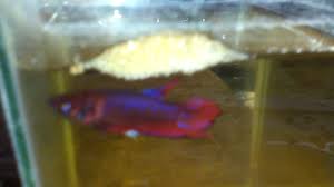 Ini Bukti Kalau Gelembung Ikan Cupang Itu Bukan Tanda Tanda Siap Kawin Atau Pijah Youtube