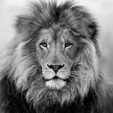 Black And White Angry Lion Face Wallpaper Lion Black And White Pictures For Desktop Wallpaper 2048 X 2048 Px 1 23 Mb Black And White Angry Wolf Roar Blac Black And White Lion Lion Canvas Lion Wall Art