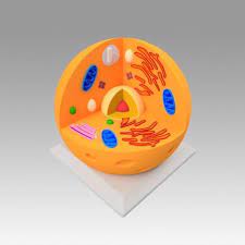 Check spelling or type a new query. Obj Datei Animal Cell Herunterladen 3d Druckbare Vorlage Cults