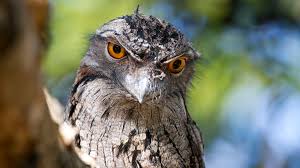 While he was observing the owl, it flew away, but returned to perch in the shadowed area shortly after. Meet The Frogmouth Australia S Weirdest Bird