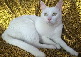 Kucing sis ada menghadapi masalah ini??? Kucing Putih 38 Gambar Nama Dan Perihalan Baka Kucing Dalam Negeri Putih Anak Kucing Albino Berbulu