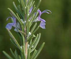 Image result for Rosmarinus officinalis