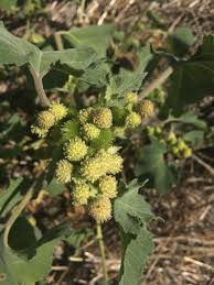 Image result for Xanthium