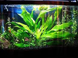 Amazon Sword Google Search Freshwater Plants Freshwater Aquarium Beautiful Tropical Fish
