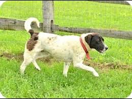 Alaskan klee kai puppies for sale. Boingle Beagle German Shorthaired Pointer Mix Info And Pictures