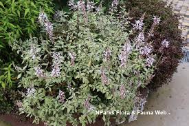 Image result for Orthosiphon schimperi