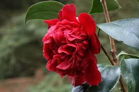 Pin On Flowers