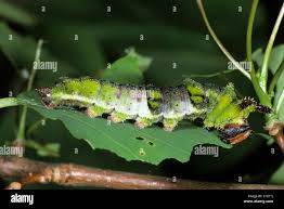 Image result for Limenitis populi