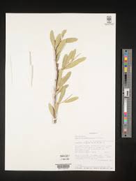 Image result for Boscia mossambicensis