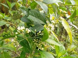 Image result for Vernonia zambiana
