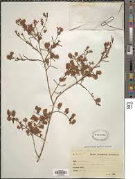Image result for Combretum acutifolium