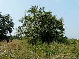 Image result for Bridelia ripicola