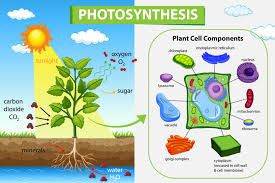 Plastids assist in storing and harvesting needed substances for energy production. Diagram Showing Process Of Photosynthesis In Plant 2046957 Vector Art At Vecteezy